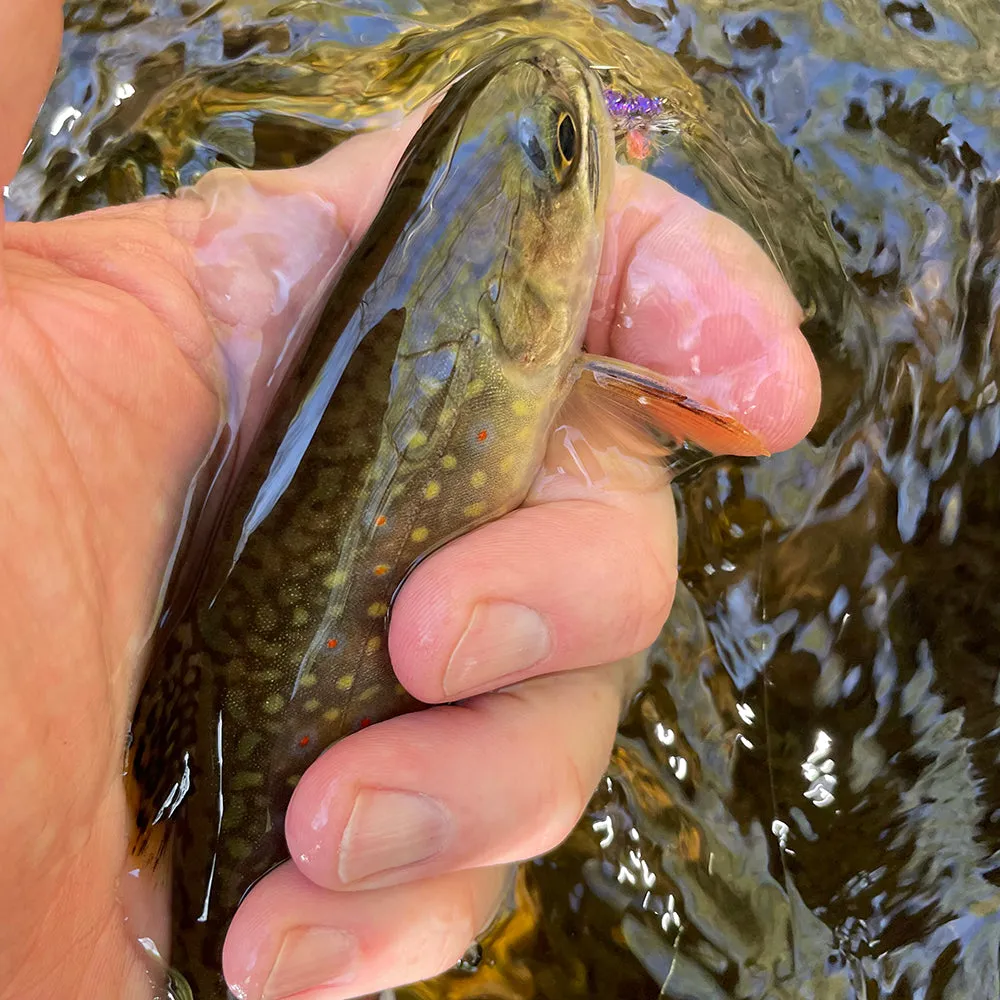 Mountain Trout Fly Fishing School - Shenandoah National Park